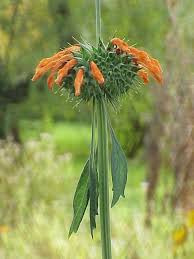 Image result for Leonotis decadonta