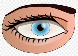 Simply make all drugs available and sell them at cost. (gore vidal, drugs) the two parts of an effective thesis Eye Face Human Body Blue Png Image Parts Of The Body Eye Free Transparent Png Clipart Images Download