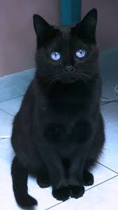 Pin By Sunflower On Cats Cute Black Cats Cats Pretty Cats