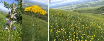 Image result for Kotschya sp.no.A