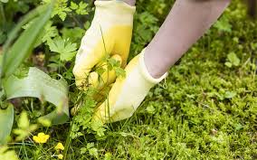 While everyone loves to bring in the harvest, weeding is most people's least favorite part of gardening. Weed Or Flower Gardeners Can T Recognise Common Weeds