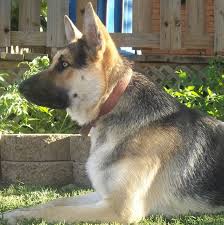 These puppies are raised in our home. Ayers Legends German Shepherds