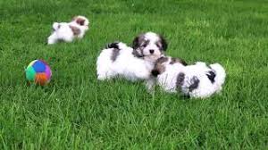 The breeders that i met refuse to breed their dogs with those that. Havanese Puppies For Sale In Sanford Nc Welcome To Carolyn S Cavanese