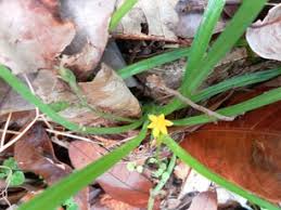 Image result for Hypoxis angustifolia