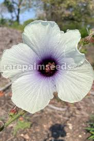 Image result for Hibiscus cannabinus
