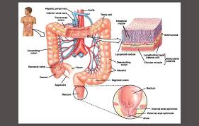 Hasil gambar untuk gambar organ anus