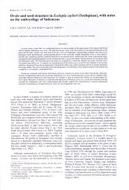 Image result for Scolopia zeyheri