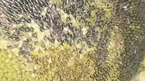 Bunga matahari dengan nama lain helianthus annus l yang merupakan tumbuhan musiman dari tumbuhan ini memiliki ciri yang khas seperti bentuk besar, kebanyakan berwarna kuning terang. Bunga Matahari Terbesar Di Dunia Youtube