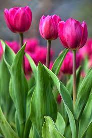 Pin By Joke Nieuwenhuizen On Fruhling Spring Beautiful Flowers Photography Flowers Photography Tulips Flowers
