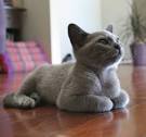 Blue Burmese Cat History and Characteristics | LoveToKnow