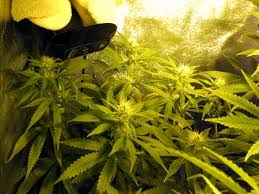 You can propagate the seeds directly in soil, or consider getting a soil that is a blend of peat, perlite, vermiculite, and organic fertilizer. Cannabis Time Lapse Photography Videos Pestujte Jednoduse