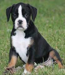 Tri Color Boxer Callie Boxer Dogs Boxer Puppies Cute Baby Animals
