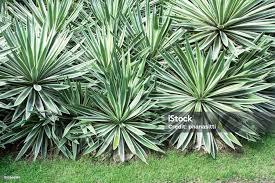 Image result for Agave sisalana