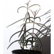 Buy Kalanchoe Beauverdii With Canarius