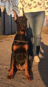 All black dobermans all black dobermans began with a childhood love of the doberman pinscher. Dobermann For Sale In The City Of Sumy Ukraine Price 951 Announcement 3099