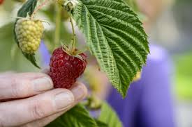 This eliminates the summer crop but will give you a bigger and earlier fall crop. How To Grow Raspberries Rhs Gardening