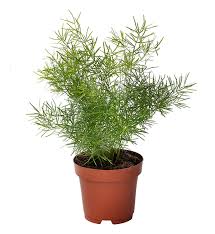 Image result for A. densiflorus Sprengeri