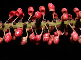 Pin On Costa Rica