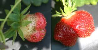 We did not find results for: Strawberry Pollination Basics Nc State Extension