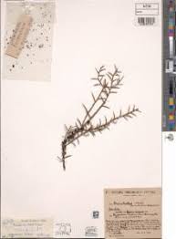 Image result for Pilostyles aethiopica