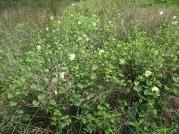 Image result for Hibiscus diversifolius