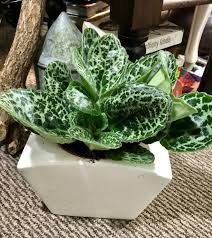 Image result for Streptocarpus leptopus