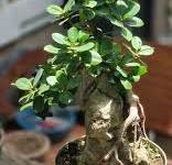 The Ficus Microcarpa or Ficus Nana, commonly known as Green ...