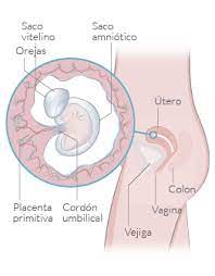 Con 6 semanas de embarazo, lo habitual es que hayas aumentado apenas medio kilogramo aproximadamente. Semana 6 De Embarazo Inatal El Embarazo Semana A Semana