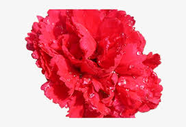 Royalty free carnation flower clip art. Red Flower Clipart Red Carnation Transparent Background Carnation Png 640x480 Png Download Pngkit