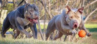 Small dogs will tend to go into heat more frequently, as much as. What The Heat Cycle Of A Dog Looks Like Manmade Kennels Xl Pit Bulls