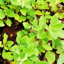 Quinquefolius), typically characterized by the presence of ginsenosides and gintonin. Medicinal Live Buy Medicinal Plants Online At Medicinal Live Largest Medicinal Plant Supplier In India Medicinallive Com