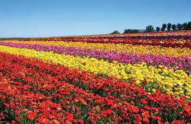 Carlsbad Ranch Flower Fields Feature 50 Acres Of Ranunculus Flowers March 1 Through May 12 San Diegan Carlsbad Flower Fields Flower Field Carlsbad