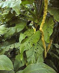 Pin On A Thing For Plants