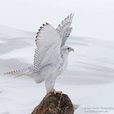 Pin Von Wencke Bergmannshoff Auf Laurins Adler Vogel Als Haustiere Raubvogel Tiere Und Haustiere