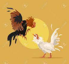 Descubra gallos de pelea siluetas imágenes de stock en hd y millones de otras fotos, ilustraciones y vectores en stock libres de regalías en la colección de shutterstock. Dos Gallos De Pelea Vector Ilustracion De Dibujos Animados Plana Ilustraciones Vectoriales Clip Art Vectorizado Libre De Derechos Image 55211934