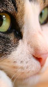 The best quality and size only with us! 50 Hd Cat Iphone Wallpapers