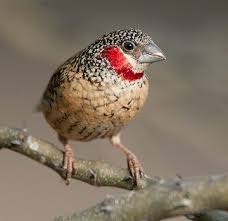 Finch Very Small Birds Of South Africa Pin On Birds