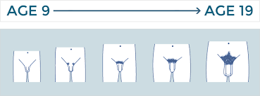 Image result for how to insert male organ into female organ