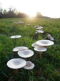 Mushroom Fungi Fairy Ring Rond De Sorciere La Flore Et Fleurs Nature