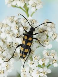 Download this free vector about background with flowers and butterflies, and discover more than 12 million professional graphic resources on freepik. Environmental Dna Metabarcoding Of Wild Flowers Reveals Diverse Communities Of Terrestrial Arthropods Thomsen 2019 Ecology And Evolution Wiley Online Library