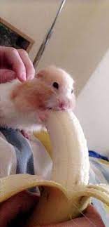 Pin By Milk On Aaaaaaaaaaaaaaaaaa Saki Exe Has Stopped Working Hamster Animals Stop Working