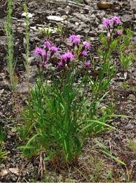 Image result for Indigofera cylindracea