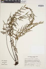 Image result for Asplenium buettneri