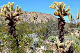The state tree is the palo verde, the state cactus is the saguaro, the state bird is the cactus wren. Phoenix Archives Rving With Rex