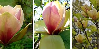 Image result for magnolie sunsation