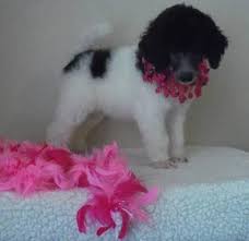 Old standard poodles, like old shoes, are comfortable. Akc Parti Standard Poodle Puppies Princetin Poodles For Sale In Arcadia Florida Classified Americanlisted Com