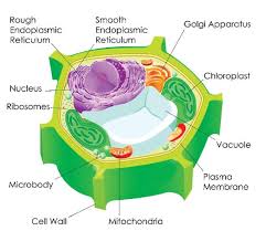 Maybe you would like to learn more about one of these? Biology Plant Cell Chloroplasts Sunday Observer