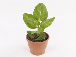 Image result for Ficus demeusei