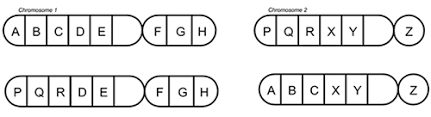 If the person inherited a gene from his mother that causes blindness, he will be blind. Mutations In Chromosomes