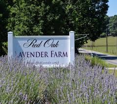Unless it's a time lapse of the flower growing through the other flower i don't know what a video will prove. 4 Reasons To Visit This Lavender Farm In Georgia This Spring Plan A Trip To Red Oak Lavender Farm